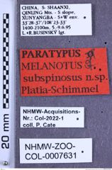 Etikette zu Melanotus subspinosus (Platia & Schimmel, 2001) (NHMW-ZOO-COL-0007631)